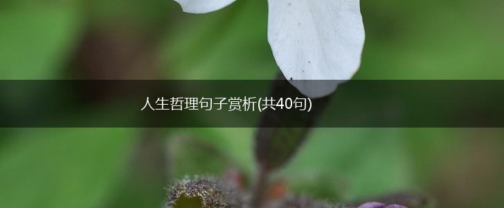 人生哲理句子赏析(共40句),第1张