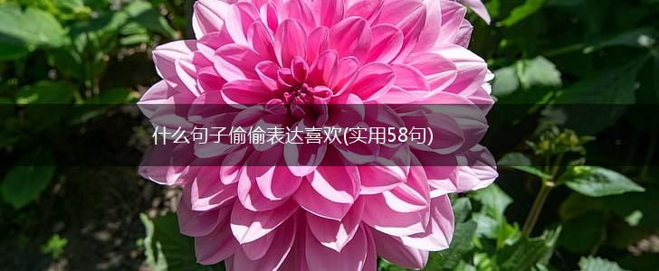 什么句子偷偷表达喜欢(实用58句),第1张