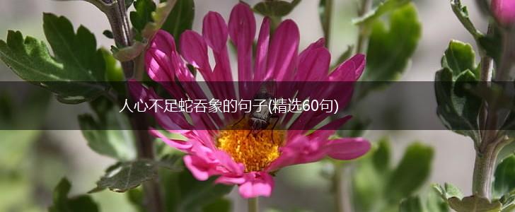 人心不足蛇吞象的句子(精选60句),第1张