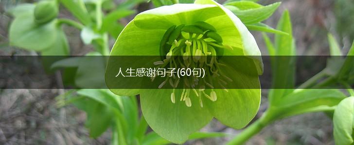 人生感谢句子(60句),第1张