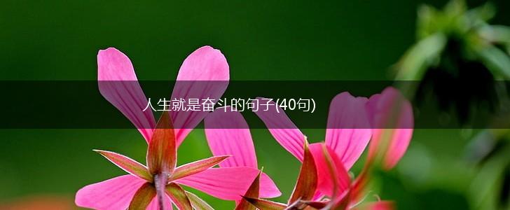 人生就是奋斗的句子(40句),第1张
