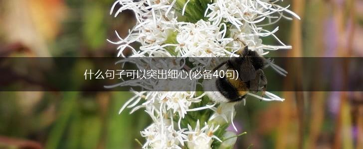 什么句子可以突出细心(必备40句),第1张
