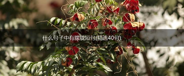 什么句子中有朦胧短句(精选40句),第1张