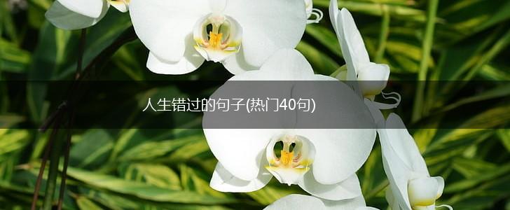 人生错过的句子(热门40句),第1张