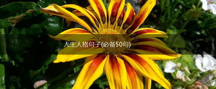人生人格句子(必备50句),第1张