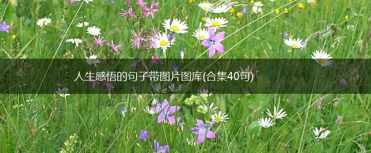 人生感悟的句子带图片图库(合集40句),第1张