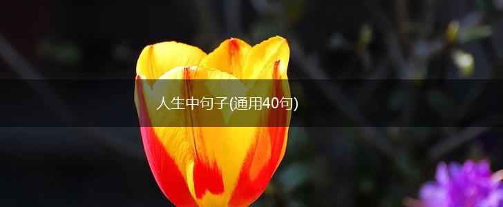 人生中句子(通用40句),第1张