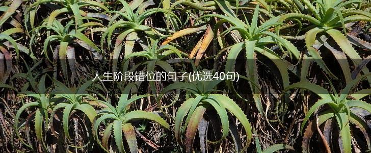 人生阶段错位的句子(优选40句),第1张