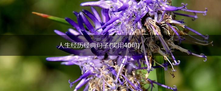 人生经历经典句子(实用40句),第1张