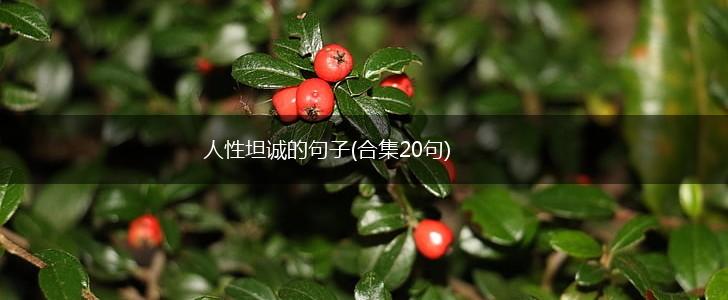 人性坦诚的句子(合集20句),第1张