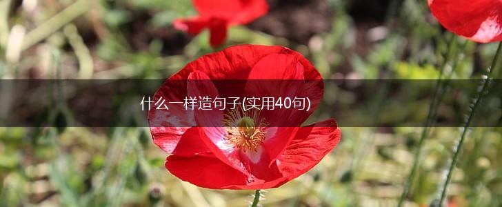 什么一样造句子(实用40句),第1张