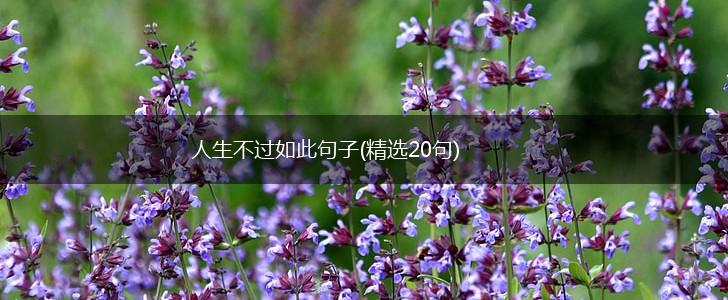 人生不过如此句子(精选20句),第1张