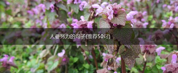 人要努力的句子(推荐50句),第1张