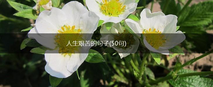 人生艰苦的句子(50句),第1张