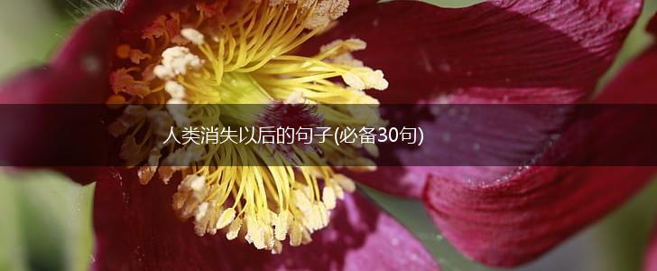 人类消失以后的句子(必备30句),第1张