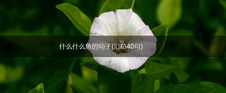 什么什么鱼的句子(汇总40句),第1张