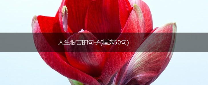 人生很苦的句子(精选50句),第1张