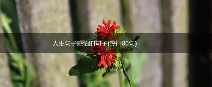 人生句子感悟的句子(热门80句),第1张