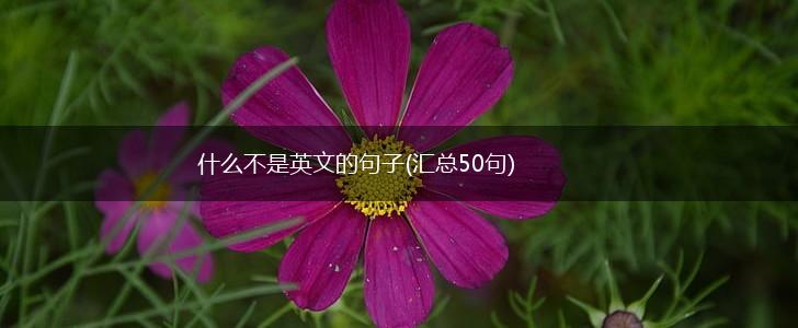 什么不是英文的句子(汇总50句),第1张