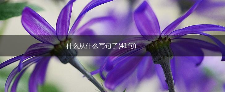 什么从什么写句子(41句),第1张