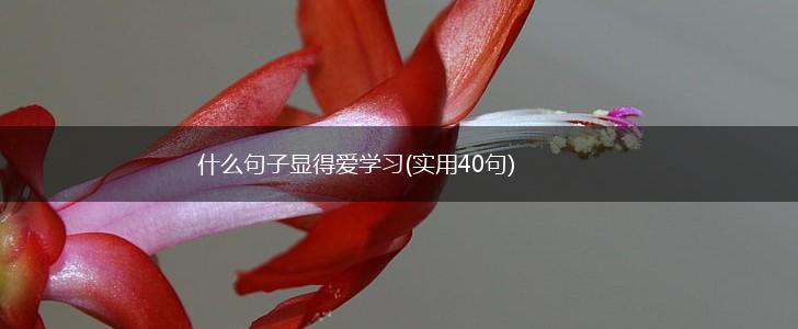什么句子显得爱学习(实用40句),第1张