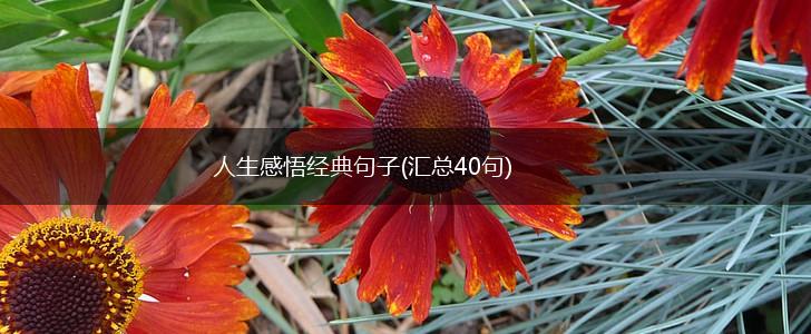 人生感悟经典句子(汇总40句),第1张