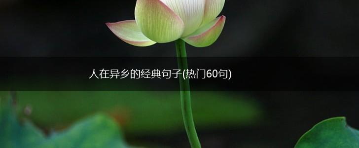 人在异乡的经典句子(热门60句),第1张