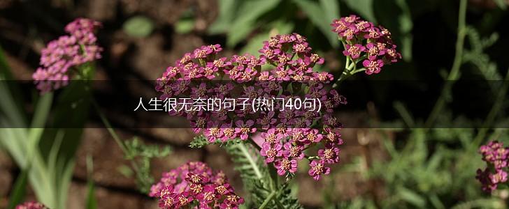 人生很无奈的句子(热门40句),第1张
