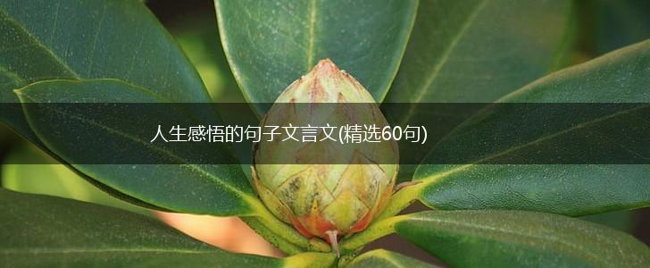 人生感悟的句子文言文(精选60句),第1张