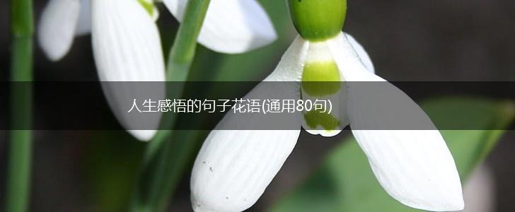 人生感悟的句子花语(通用80句),第1张