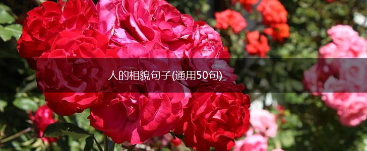 人的相貌句子(通用50句),第1张