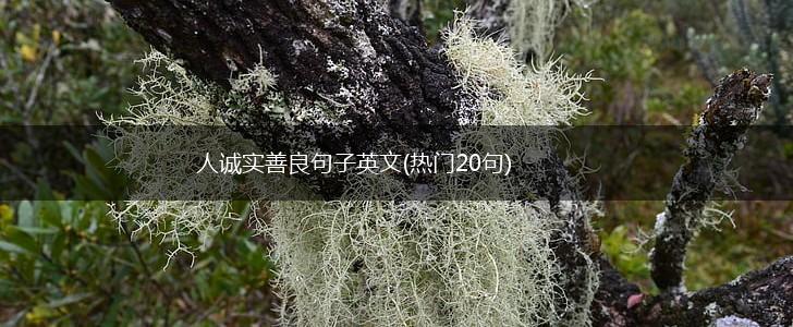 人诚实善良句子英文(热门20句),第1张