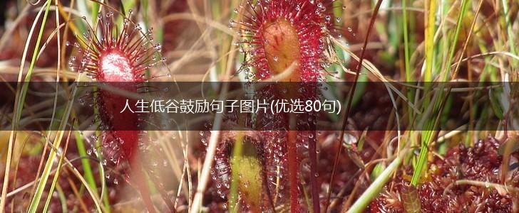 人生低谷鼓励句子图片(优选80句),第1张