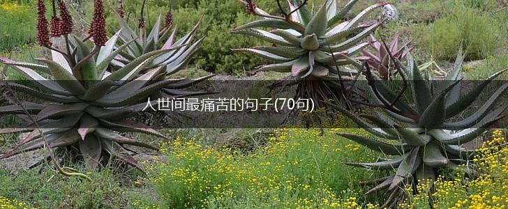 人世间最痛苦的句子(70句),第1张