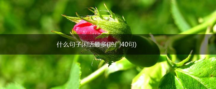 什么句子闲话最多(热门40句),第1张