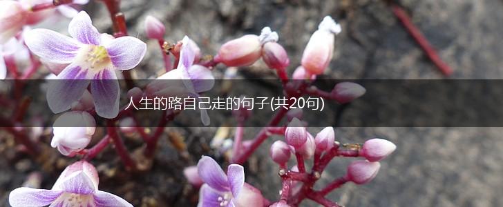 人生的路自己走的句子(共20句),第1张