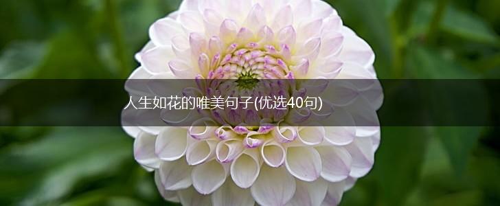 人生如花的唯美句子(优选40句),第1张