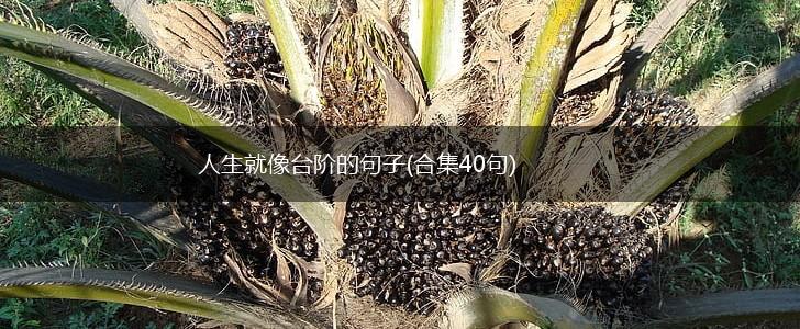 人生就像台阶的句子(合集40句),第1张