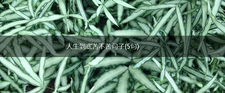 人生到底苦不苦句子(5句),第1张