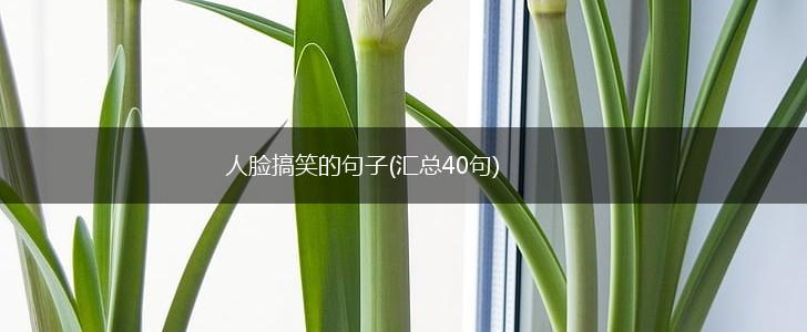 人脸搞笑的句子(汇总40句),第1张