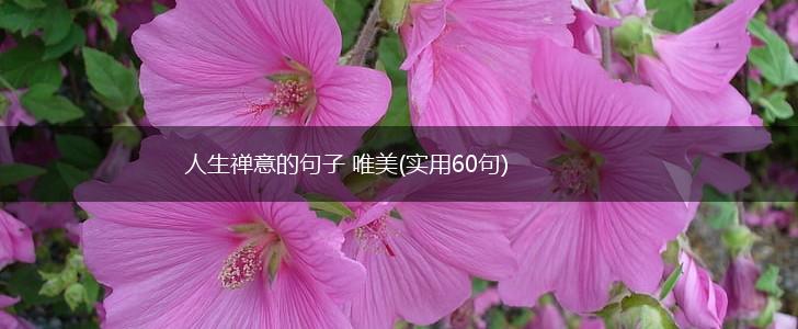 人生禅意的句子 唯美(实用60句),第1张