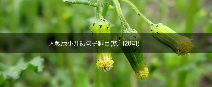 人教版小升初句子题目(热门20句),第1张
