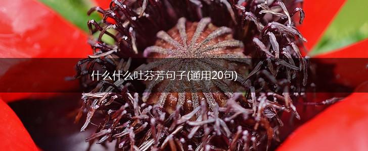 什么什么吐芬芳句子(通用20句),第1张