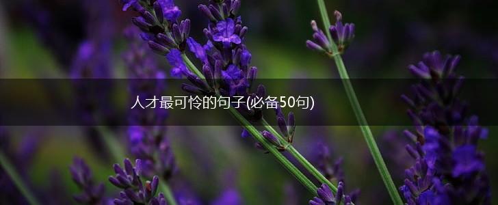 人才最可怜的句子(必备50句),第1张