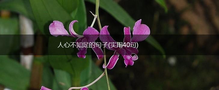 人心不知足的句子(实用40句),第1张