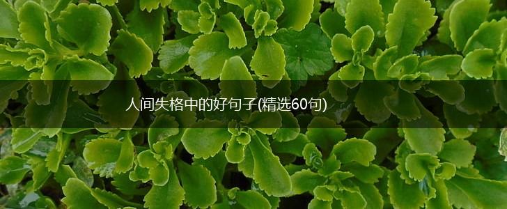 人间失格中的好句子(精选60句),第1张
