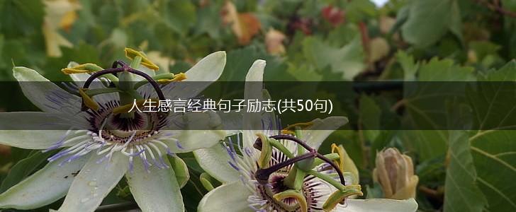 人生感言经典句子励志(共50句),第1张