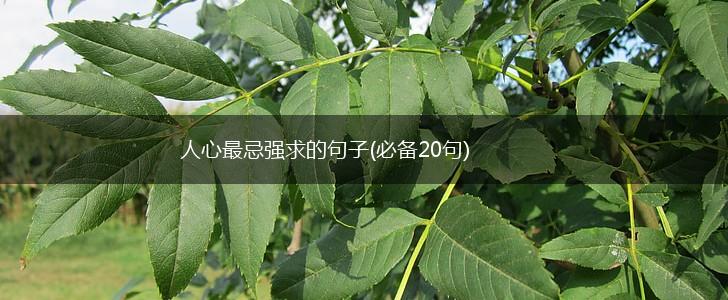 人心最忌强求的句子(必备20句),第1张