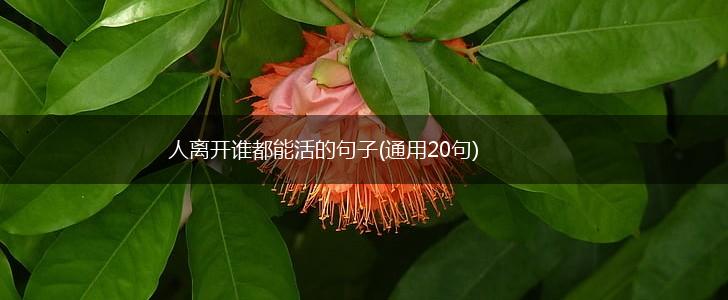 人离开谁都能活的句子(通用20句),第1张