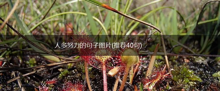 人多努力的句子图片(推荐40句),第1张